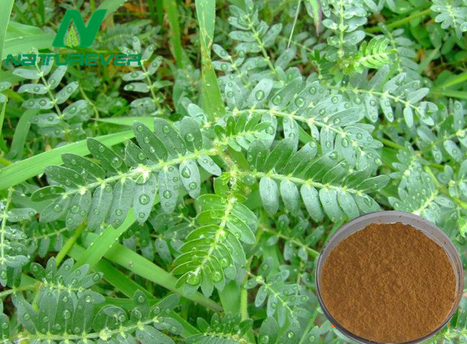 Tribulus Terrestris Extract