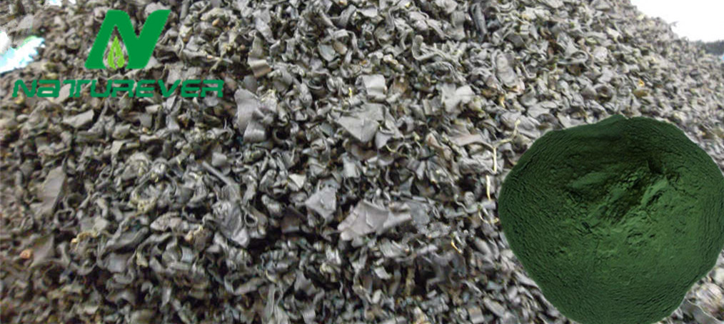 Spirulina Powder