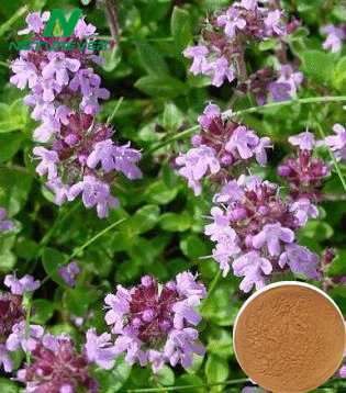 Thyme Extract
