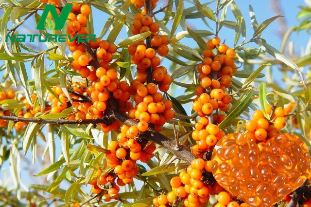 Sea Buckthorn Seed Oil