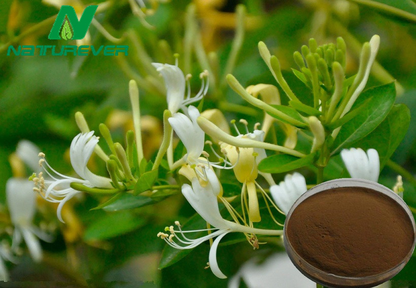 Honeysuckle Flower Extract