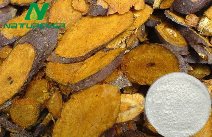 Polygonum Extract