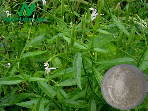 Andrographis Paniculata Extract