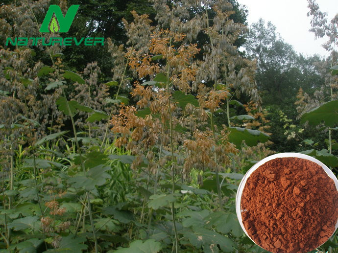 Macleaya Cordata Extract
