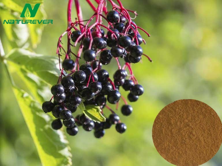 Elderberry Extract