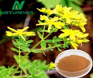 St. John's Wort Extract