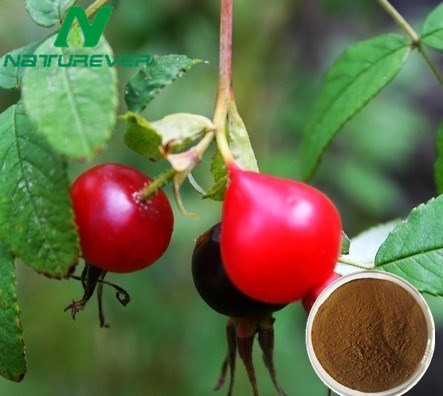 Rose Hips Extract
