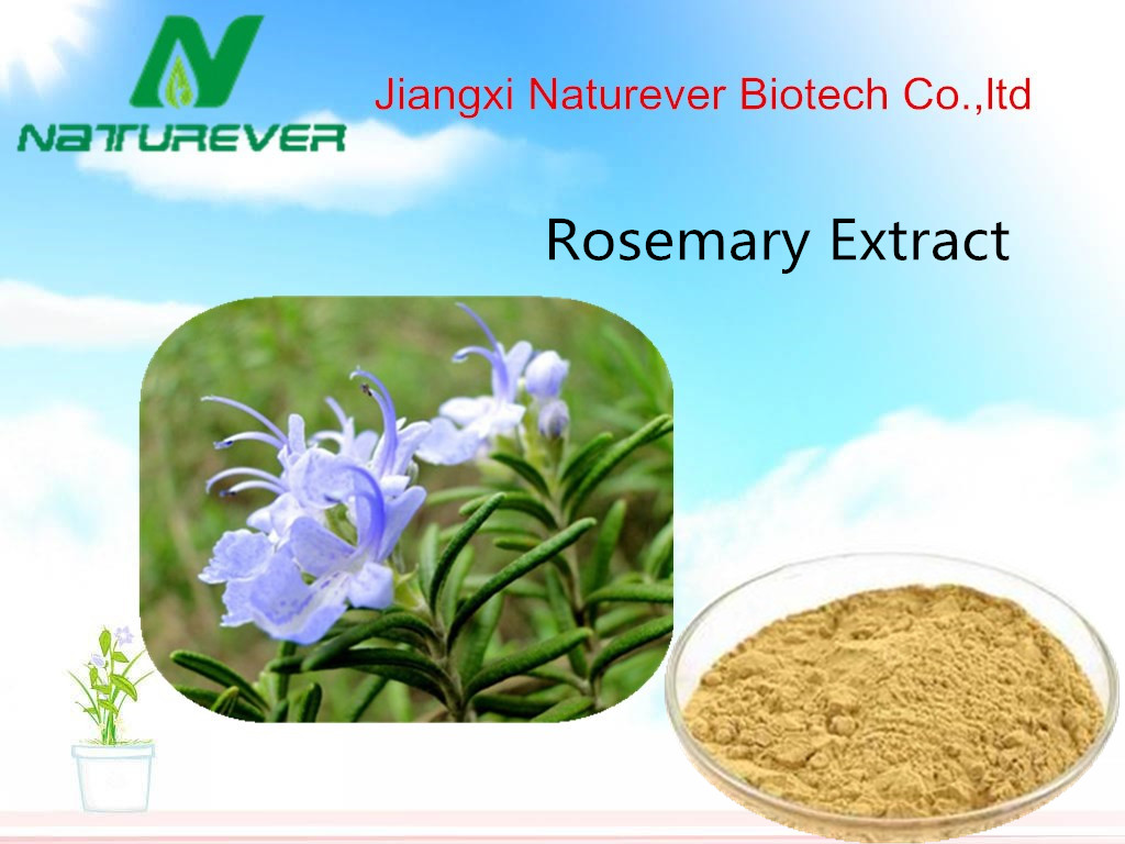 Rosemary Extract
