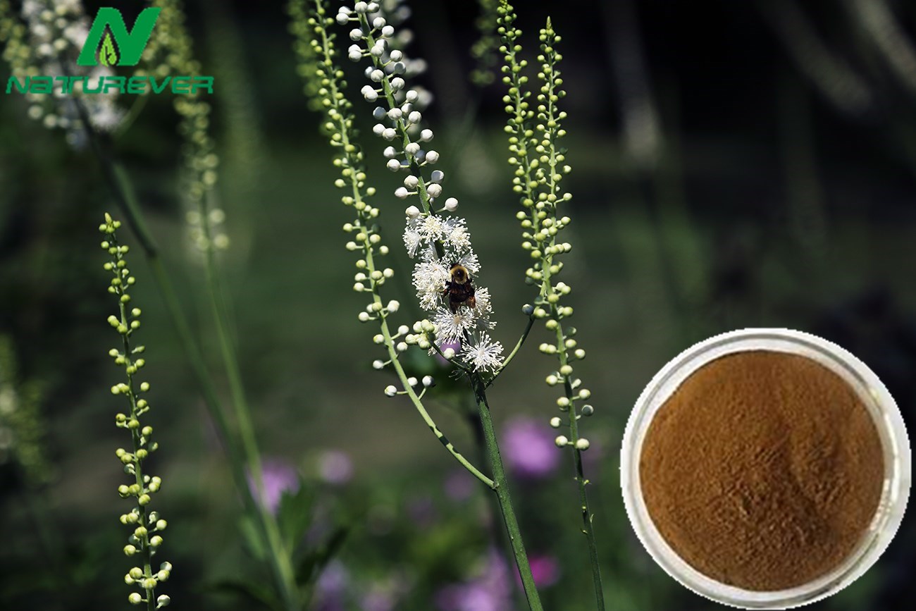 Black Cohosh Extract