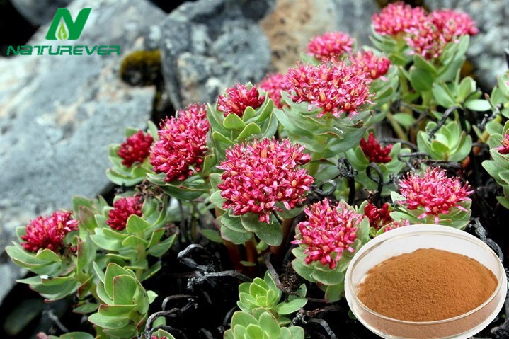 Rhodiola Extract
