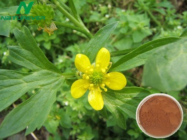 Cat's Claw Extract