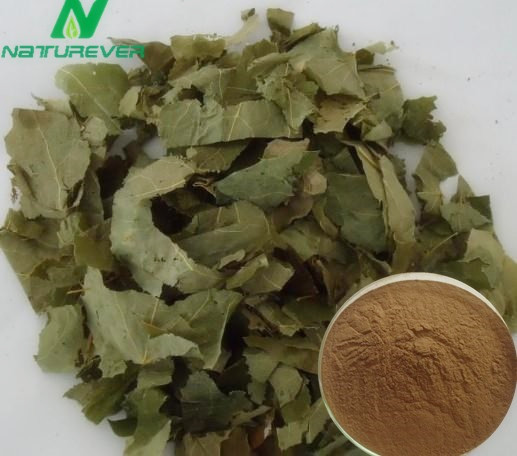 Epimedium Extract