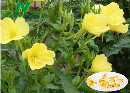 Evening Primrose Oil