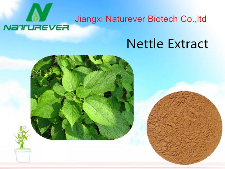 Nettle Root Extract