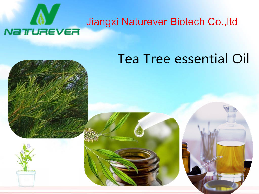 Tea Tree Oil