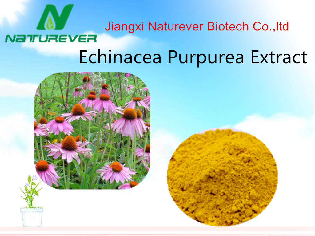 Echinacea Purpurea Extract