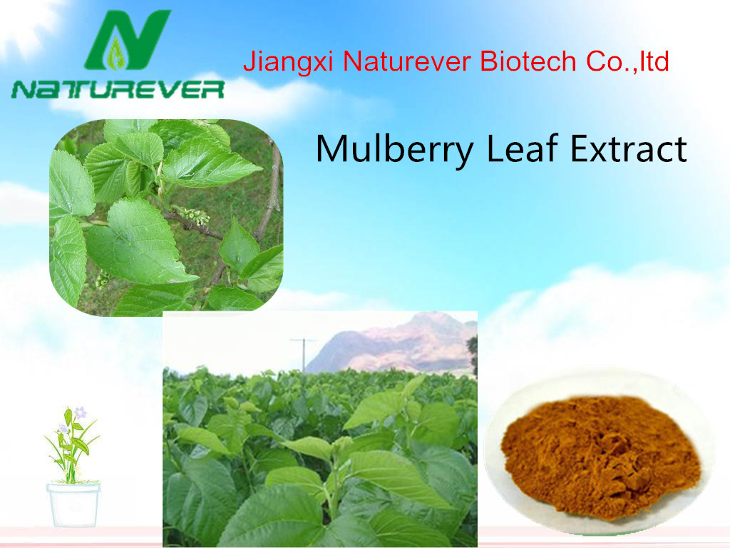 Mulberry Leaf Extract