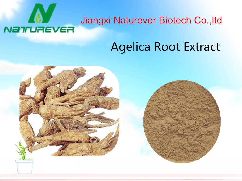 Angelica Root Extract