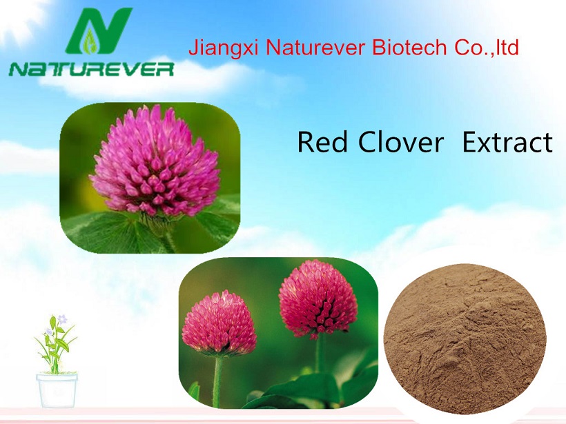 Red Clover Extract