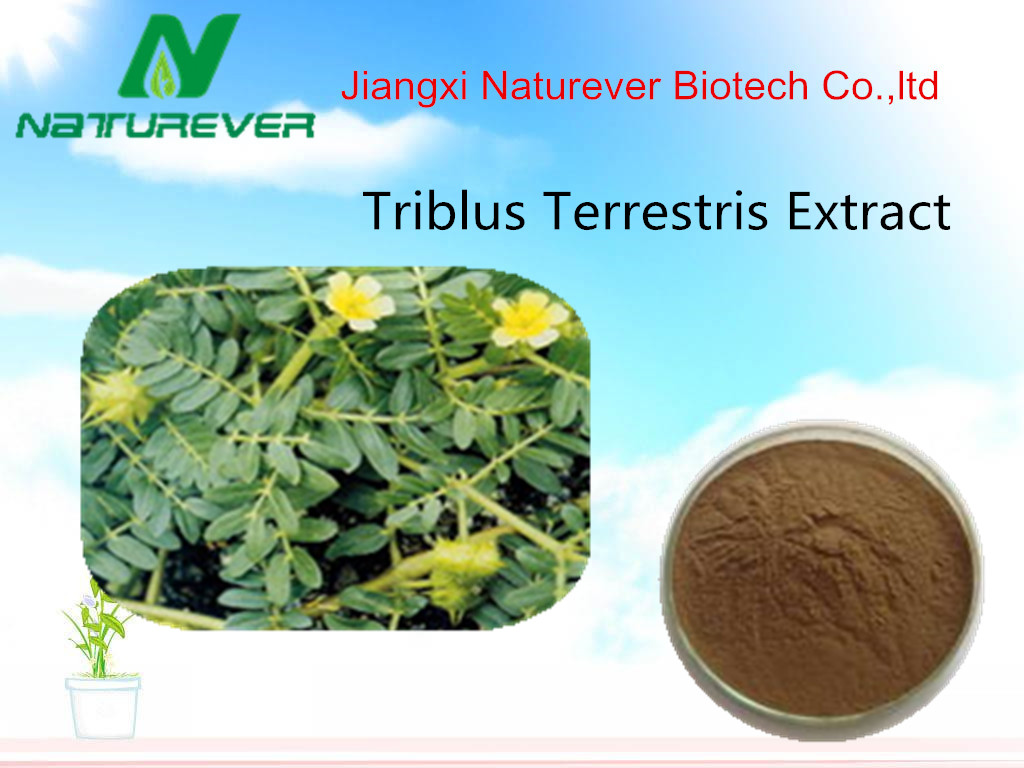 Tribulus Terrestris Extract