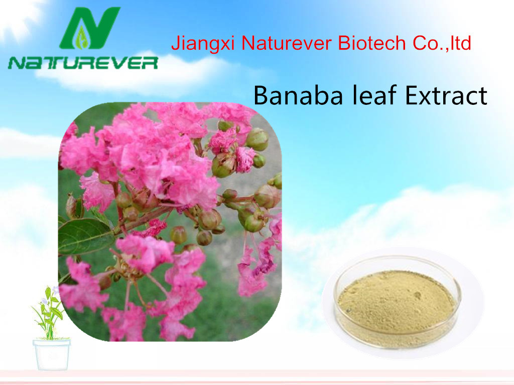 Banaba leaf extract