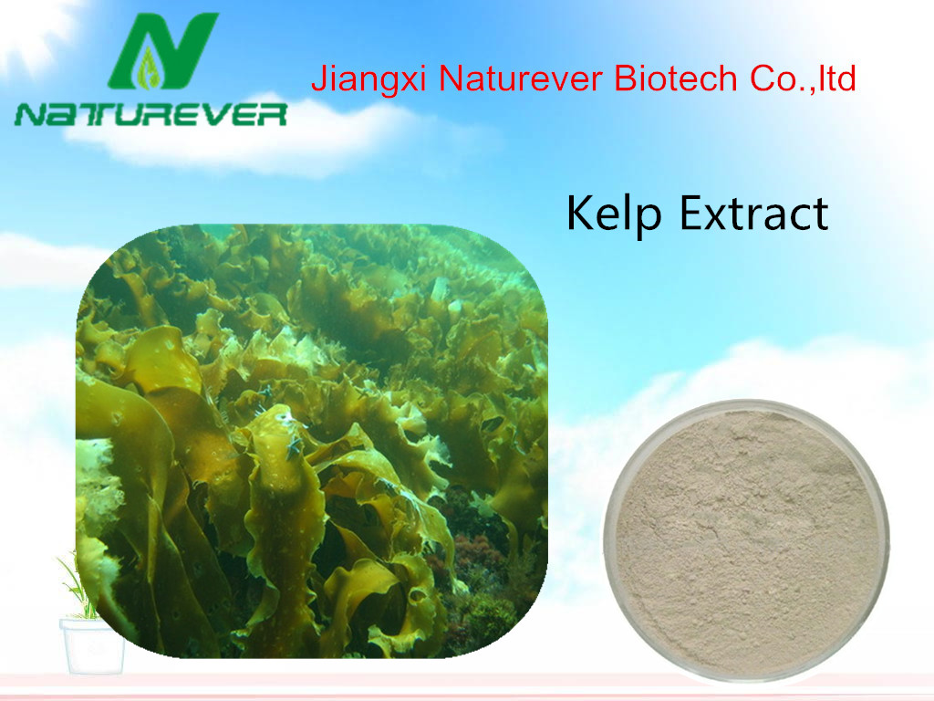 Kelp Extract