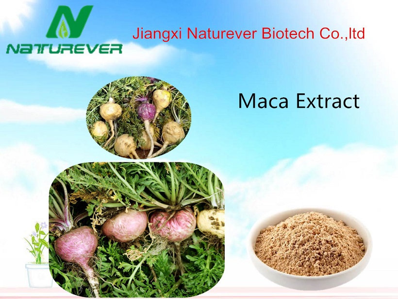 Maca Extract