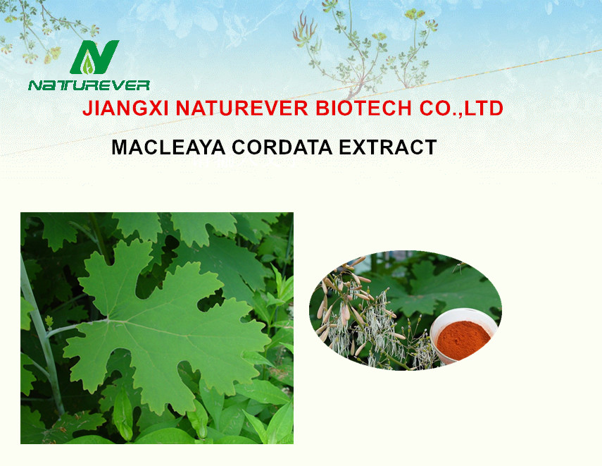 Macleaya Cordata Extract